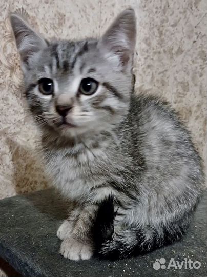 Котятки в добрые руки