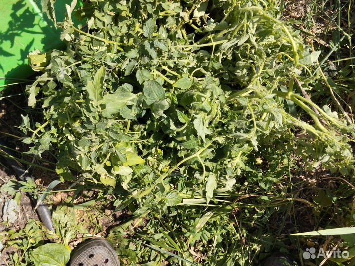 Рассада помидор 15 р