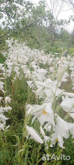 Лилия белая кандидум луковицы