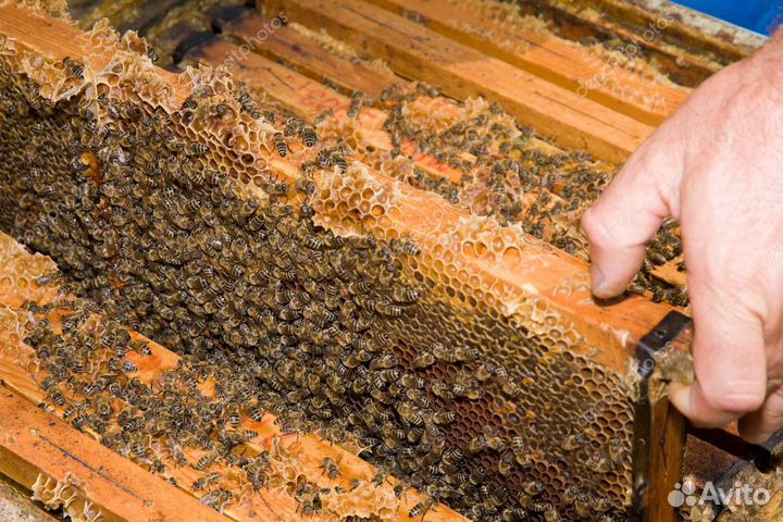 Продаю Пчела Пакеты