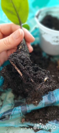 Цветы набором