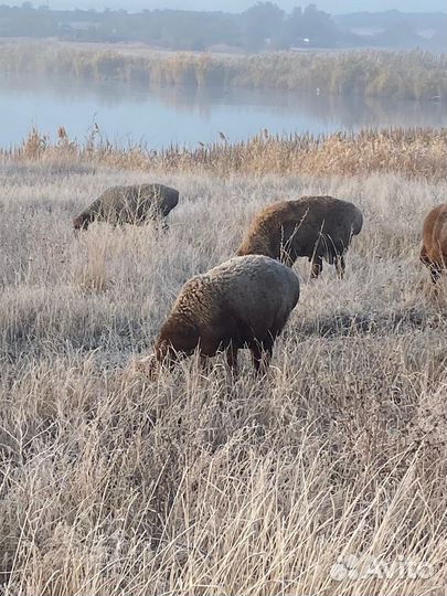 Гисарские матки.Баран Гисарский