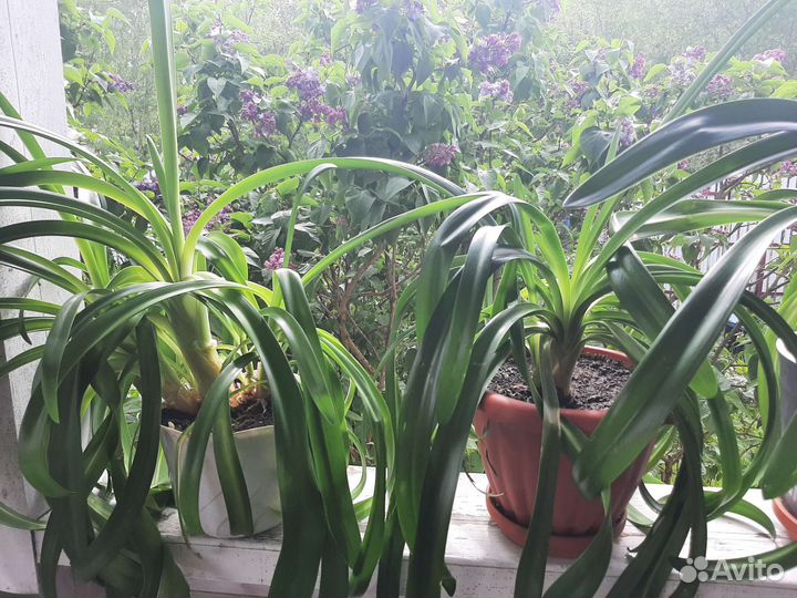 Агапантус комнатный цветок
