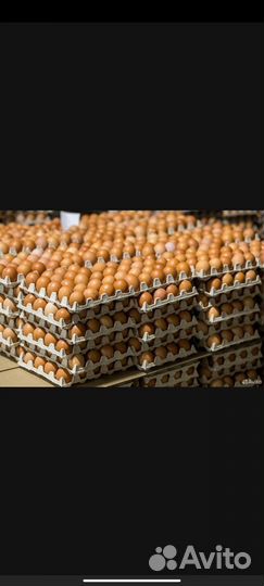 Яйцо куриное оптом