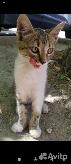 Котенок 3 месяца