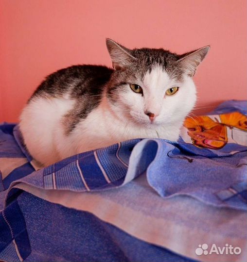 Кот ищет дом