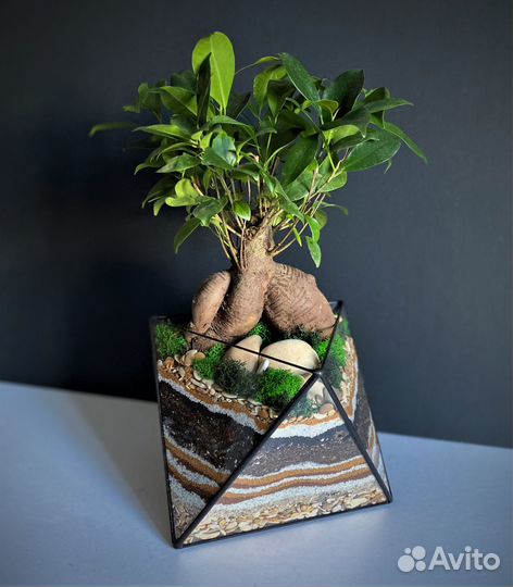 Флорариум. Дерево бонсай в октаэдре