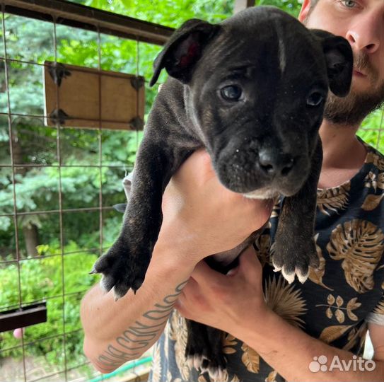 Щенки питбультерьера