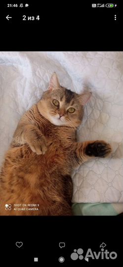 Шотландский кот для вязки