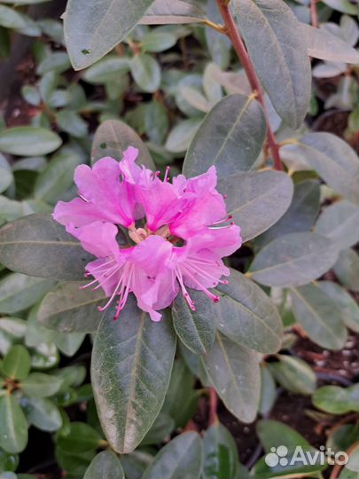 Рододендрон зимостойкий