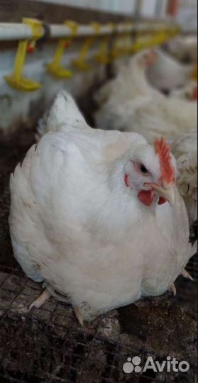 Куры бройлеры живым весом