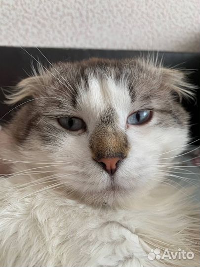 Кот на вязку шотландский вислоухий