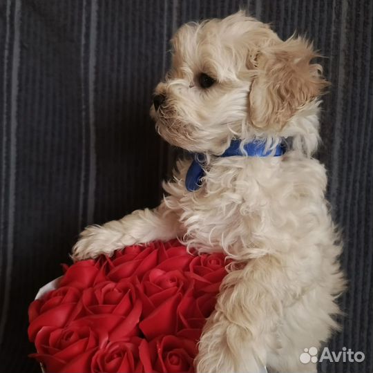 Мальчик мальтипу мини