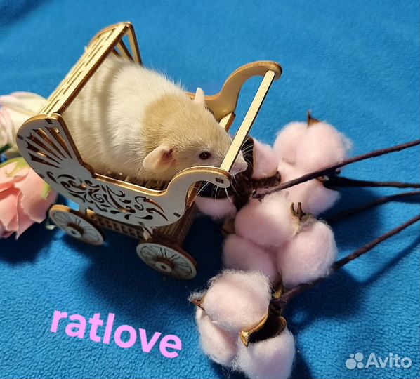 Крысята дамбо малыши мальчишки