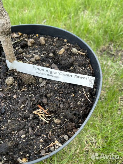Сосна черная Green Tower