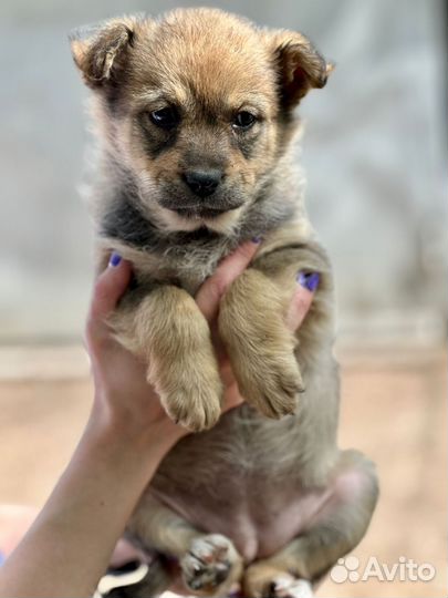 Щенки в добрые руки