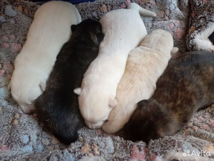 Щенки метисы акита ину