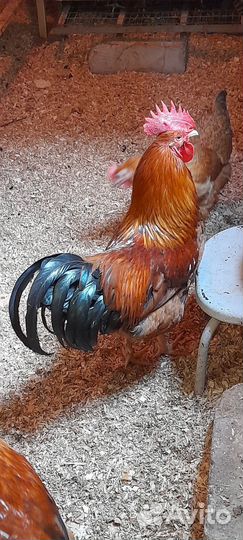 Инкубационное яйцо Кучинская юбилейная