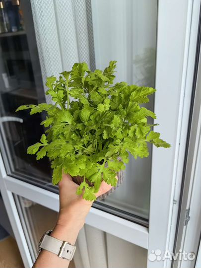 Ромашка нивянник низкорослая