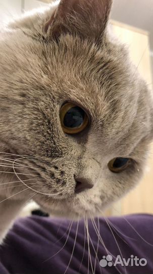 Британский кот для вязки