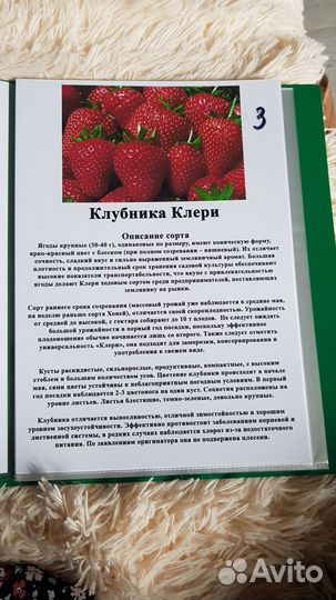 Саженцы клубники Азия,Фурор,Клери,Эми и т.д