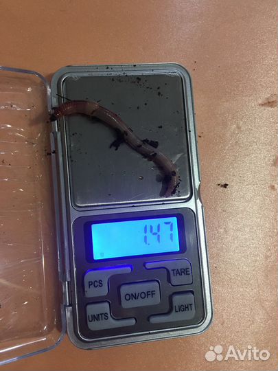 Червь дендробена для рыбалки