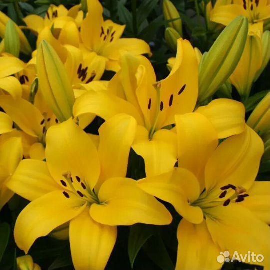 Лилии луковицы