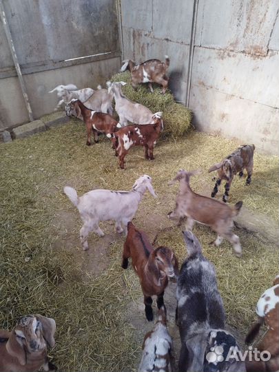 Англо нубийские козы