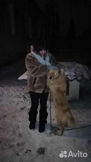 Собака в добрые руки отдам бесплатно