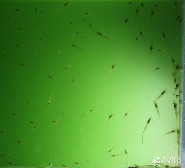 Аквариумные креветки