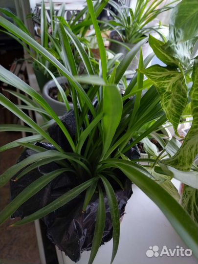 Хлорофитум