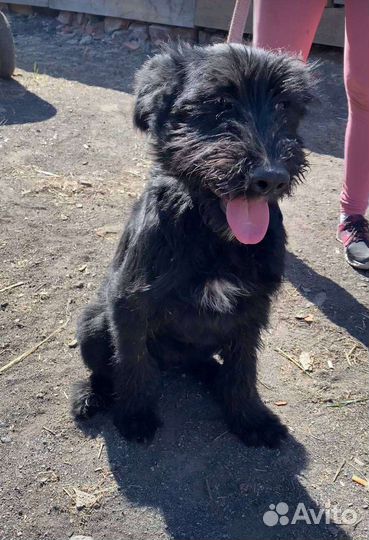 Ризеншнауцер