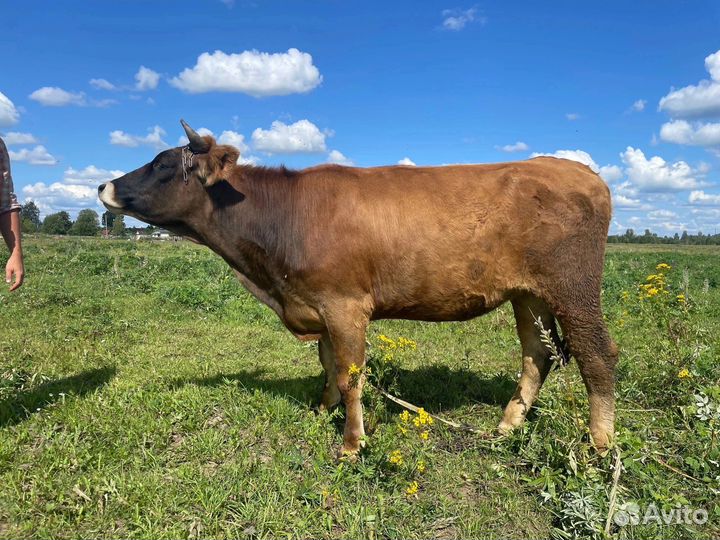 Джерсейская телка
