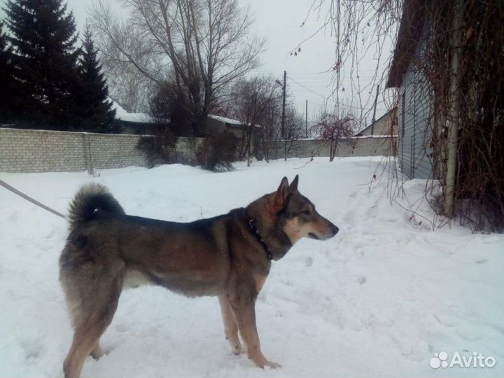 Западно сибирская лайка