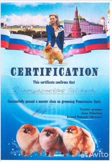 Груминг шпица