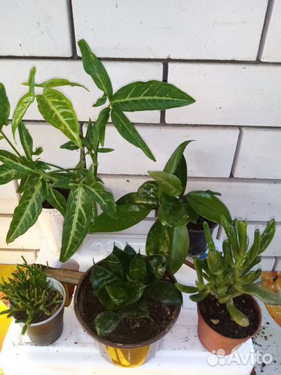 Комнатные цветы