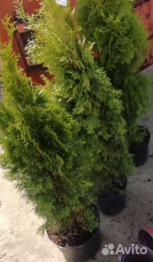 Туя западная