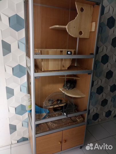 Витрина с шиншиллами