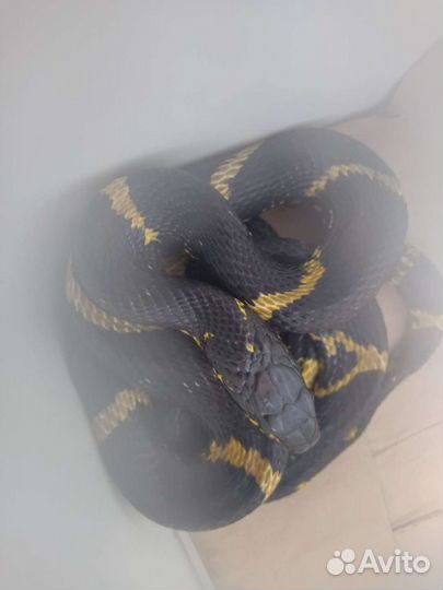 Передержка, Зоо курьер