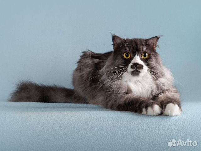 Ласковый красавец кот Рома