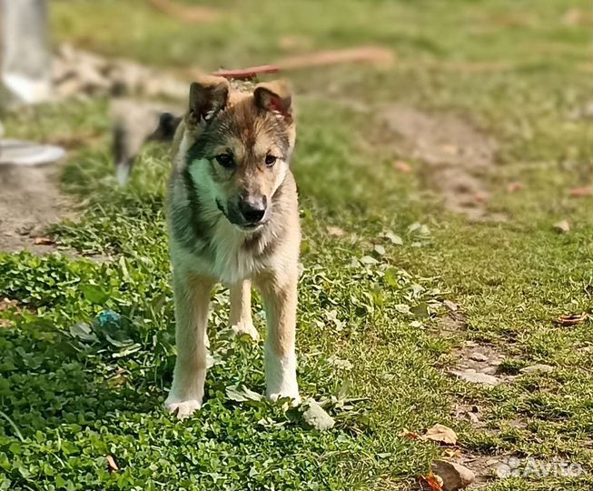 Щенок, в добрые руки