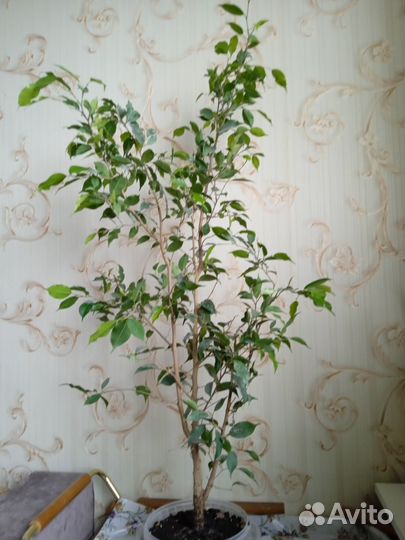 Фикус бенджамина