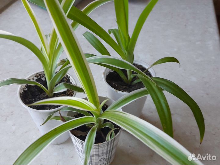 Хлорофитум