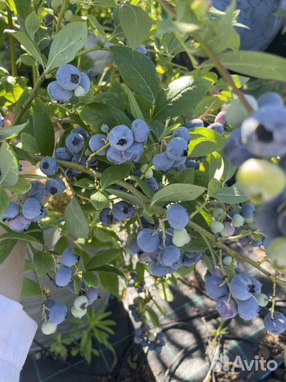 Черника голубика саженцы