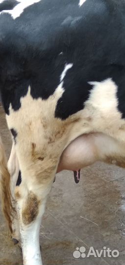 Корова дойная