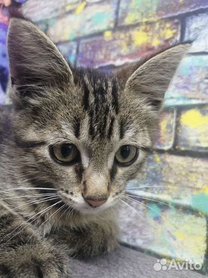 Кошка в дар бесплатно