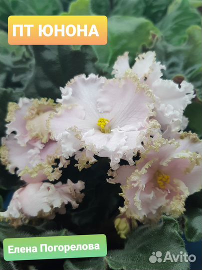 Фиалка черенок