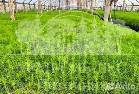 Горная сосна Мугус с зкс сеянцы