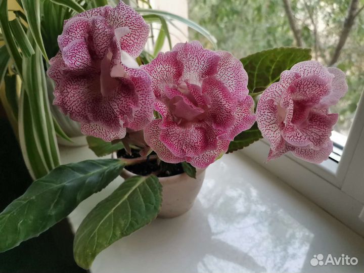 Глоксиния махровая