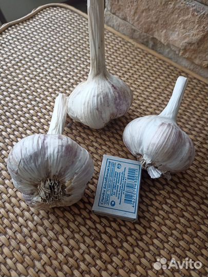 Семена (не гибриды, без Ф1), чеснок на посадку